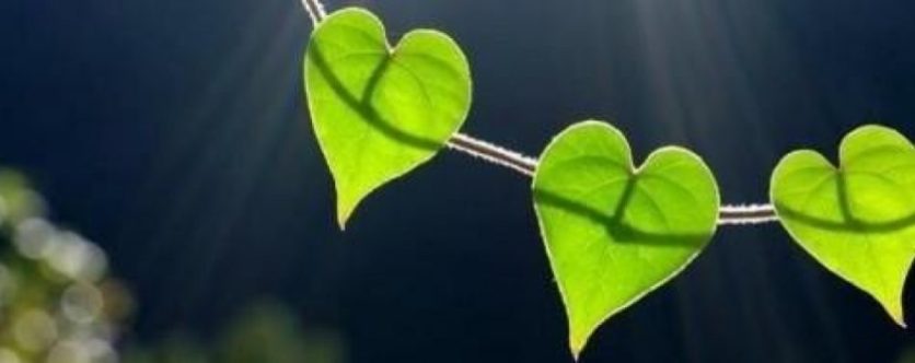 Jolies feuilles coeur